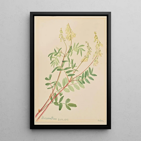 Hedysarum Hedysarum sulphurescens - Mary Vaux Walcott — framed artwork on a wall