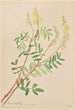 Hedysarum Hedysarum sulphurescens - Mary Vaux Walcott — artwork view