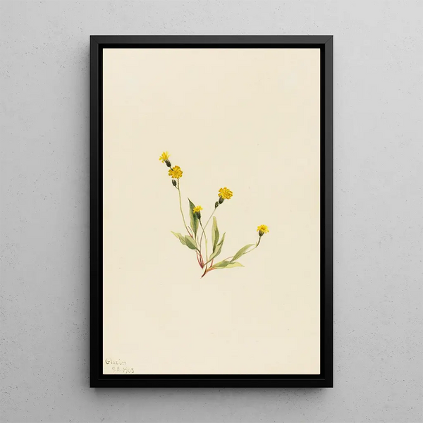 Hieracium gracile - Mary Vaux Walcott — framed artwork on a wall