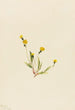 Hieracium gracile - Mary Vaux Walcott — artwork view