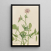 Heliotrope Valerian Valeriana sitchensis - Mary Vaux Walcott — framed artwork on a wall