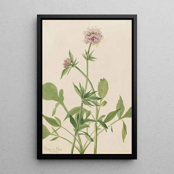Heliotrope Valerian Valeriana sitchensis - Mary Vaux Walcott — framed artwork on a wall