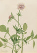 Heliotrope Valerian Valeriana sitchensis - Mary Vaux Walcott — artwork view