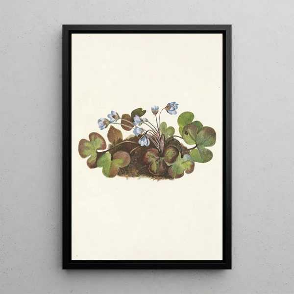 Hepatic Painting Hepatica americana - Mary Vaux Walcott — framed artwork on a wall