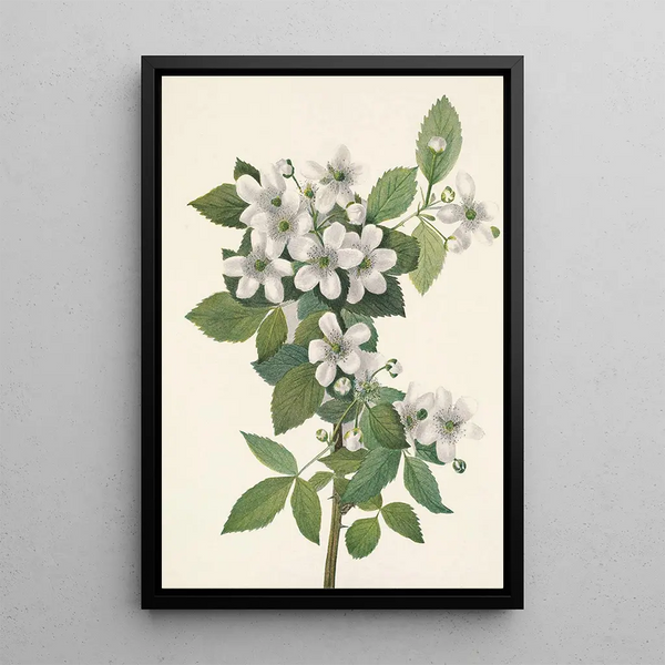 Ronce des haies Rubus argutus - Mary Vaux Walcott — framed artwork on a wall