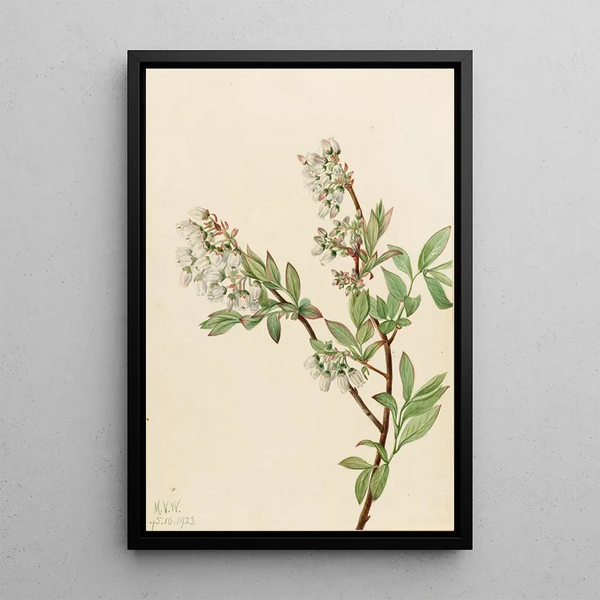 Blueberry in a corymb Vaccinium corymbosum - Mary Vaux Walcott — framed artwork on a wall