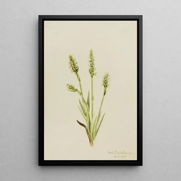 Spiranthes à capuchon Ibidium strictum - Mary Vaux Walcott — framed artwork on a wall