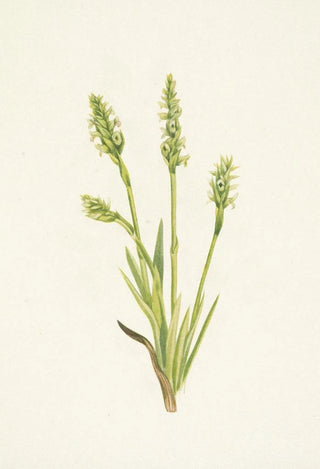 Mary Vaux Walcott - Hooded Ladiestresses Ibidium strictum (Case Conflict).webp