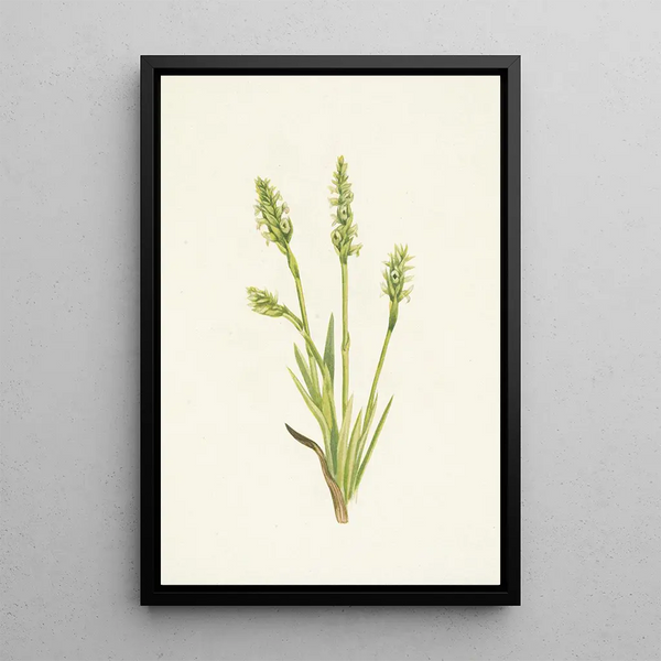 Spiranthes à capuchon Ibidium strictum - Mary Vaux Walcott — framed artwork on a wall