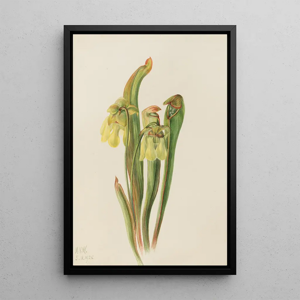 Sarracénie à capuchon Sarracenia minor - Mary Vaux Walcott — framed artwork on a wall
