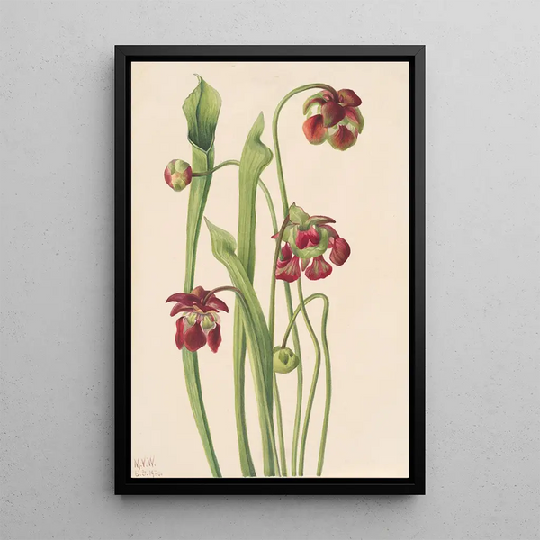 Sarracénie hybride - Mary Vaux Walcott — framed artwork on a wall