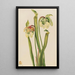 Sarracénie hybride Sarracenia minor - Mary Vaux Walcott — framed artwork on a wall