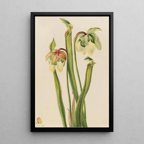 Sarracénie hybride Sarracenia minor - Mary Vaux Walcott — framed artwork on a wall