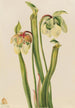 Sarracénie hybride Sarracenia minor - Mary Vaux Walcott — artwork view