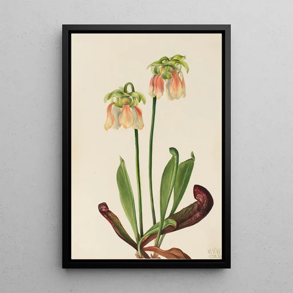 Sarracénie hybride Sarracenia minor x psittacina - Mary Vaux Walcott — framed artwork on a wall