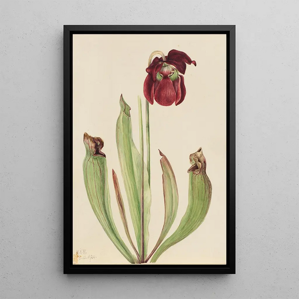 Sarracénie hybride Sarracenia rubra x purpurea venosa - Mary Vaux Walcott — framed artwork on a wall