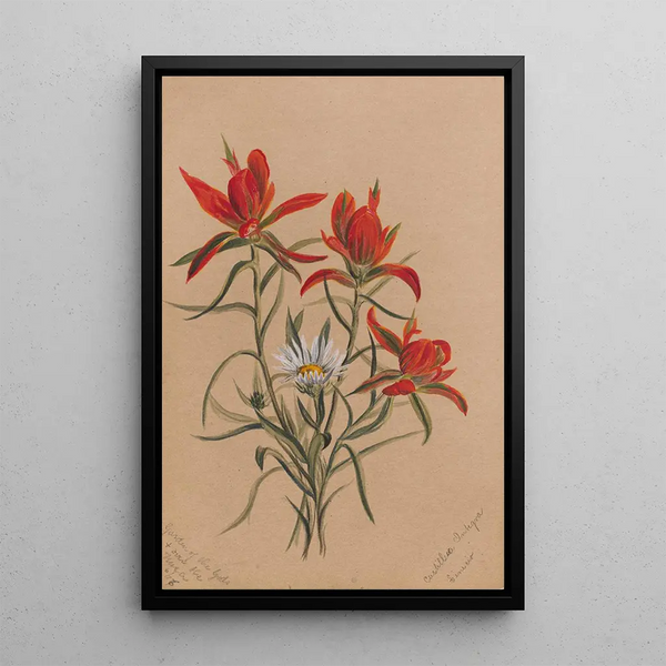 Castilléjie Castilleja rhexifolia - Mary Vaux Walcott — framed artwork on a wall