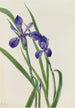 Iris Iris species - Mary Vaux Walcott — artwork view