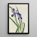 Iris Iris species - Mary Vaux Walcott — framed artwork on a wall