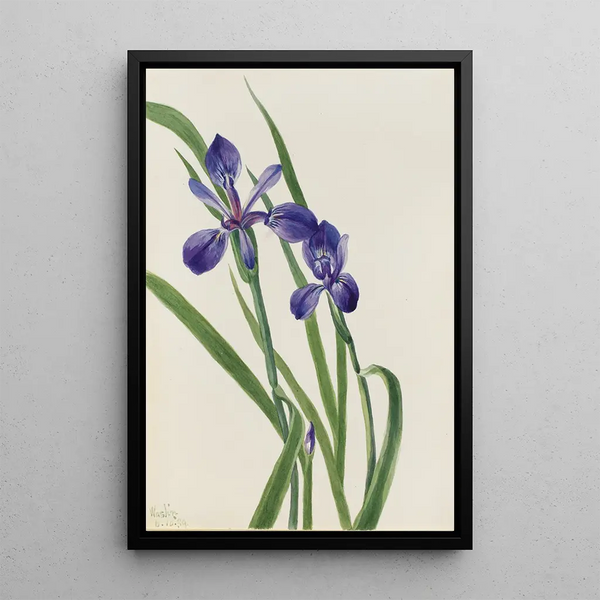 Iris Iris species - Mary Vaux Walcott — framed artwork on a wall
