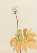 Actée à gros pédicelles Actaea arguta - Mary Vaux Walcott — artwork view