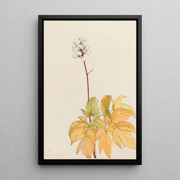 Actée à gros pédicelles Actaea arguta - Mary Vaux Walcott — framed artwork on a wall