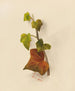 Ivy - Mary Vaux Walcott — artwork view