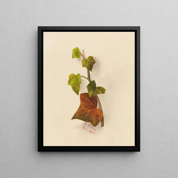 Ivy - Mary Vaux Walcott — framed artwork on a wall