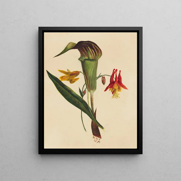 Jack dans la chaire - Mary Vaux Walcott — framed artwork on a wall