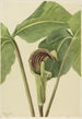 Arisème triphylle Arisaema triphyllum - Mary Vaux Walcott — artwork view
