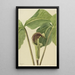 Arisème triphylle Arisaema triphyllum - Mary Vaux Walcott — framed artwork on a wall