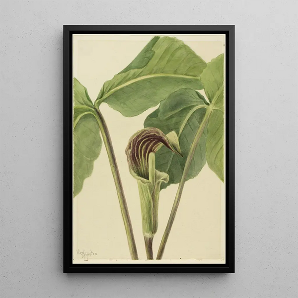 Arisème triphylle Arisaema triphyllum - Mary Vaux Walcott — framed artwork on a wall