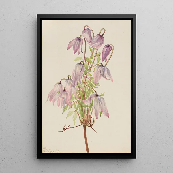 Clematis pseudoalpina - Mary Vaux Walcott — framed artwork on a wall