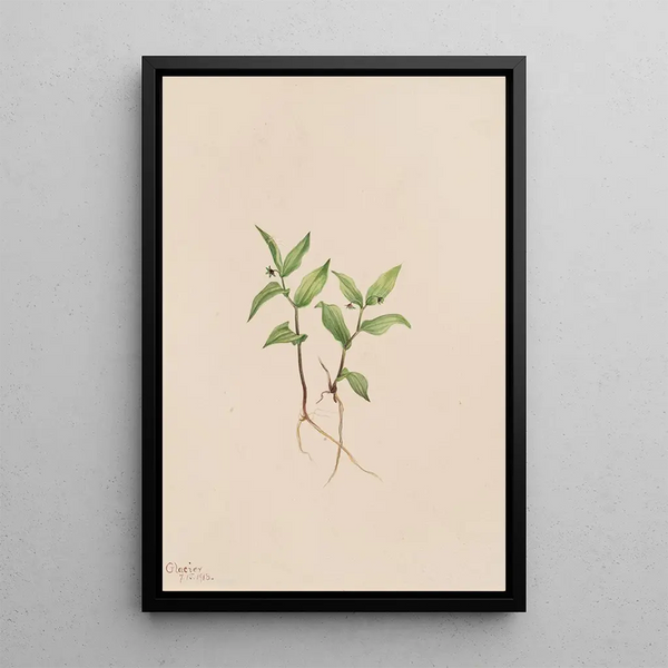 Kruhsea Kruhsea streptopoides - Mary Vaux Walcott — framed artwork on a wall