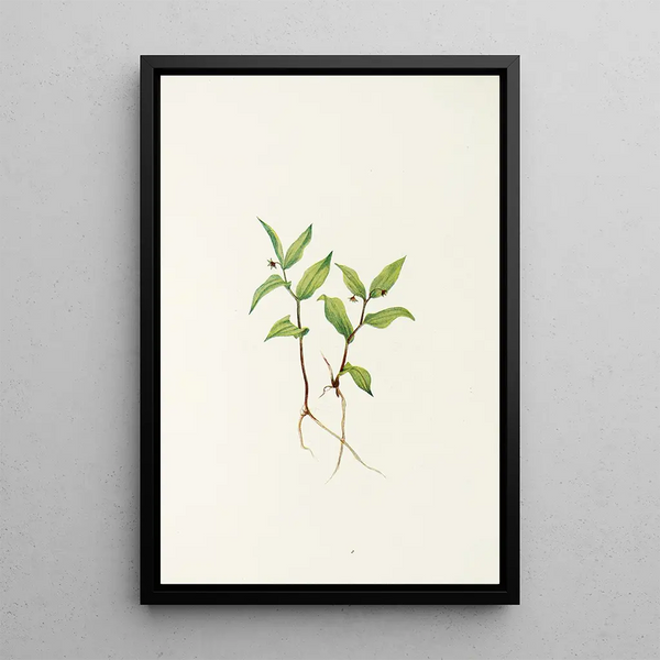 Fleur de Kruhsea Kruhsea streptopoides - Mary Vaux Walcott — framed artwork on a wall