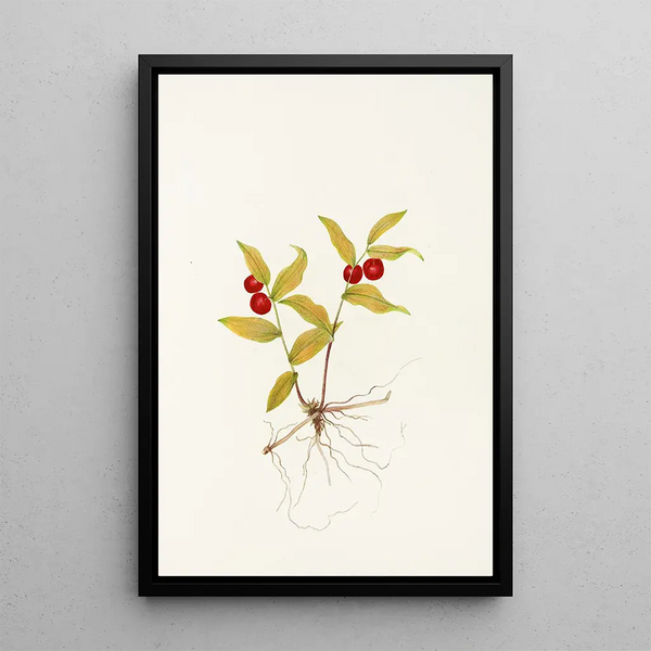 Fruit of Kruhsea Kruhsea streptopoides - Mary Vaux Walcott — framed artwork on a wall
