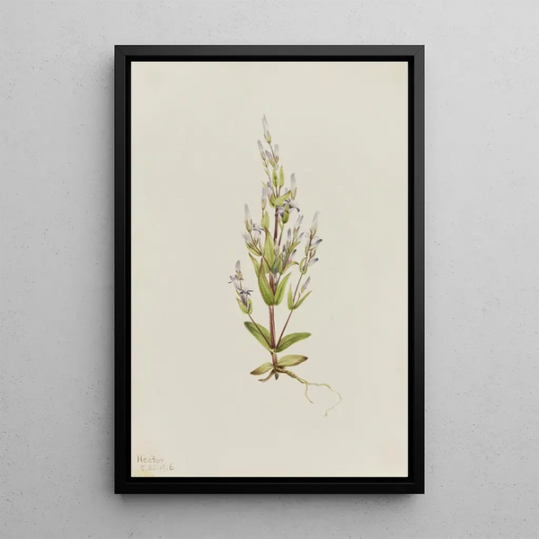 Gentiane acaule Gentiana acuta - Mary Vaux Walcott — framed artwork on a wall