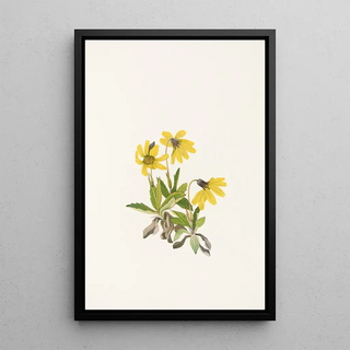 Mary Vaux Walcott - Lake Louise Arnica Arnica louiseana.webp