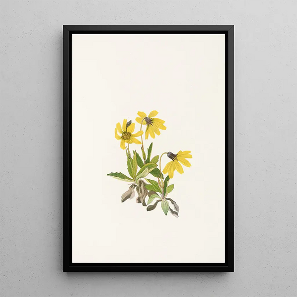 Arnica of Lake Louise Arnica louiseana - Mary Vaux Walcott — framed artwork on a wall