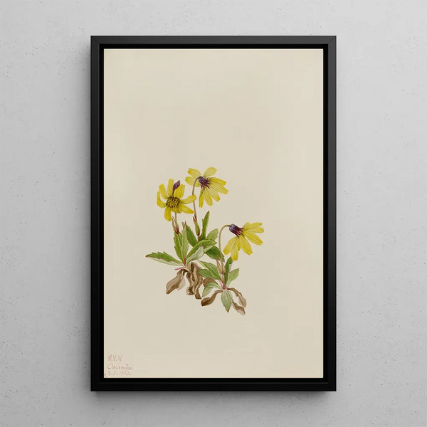Arnica de Lake Louise Arnica louisiana - Mary Vaux Walcott — framed artwork on a wall