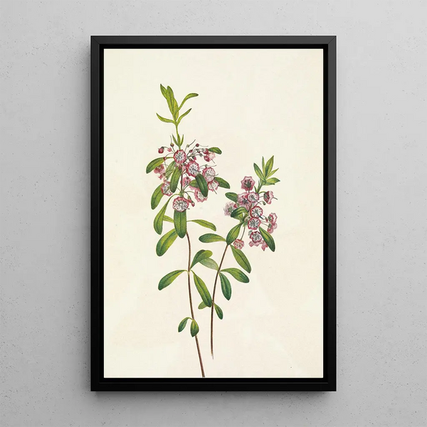 Kalmia à feuilles étroites Kalmia angustifolia - Mary Vaux Walcott — framed artwork on a wall