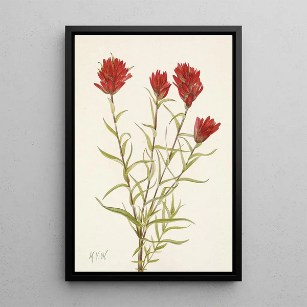 Castilléjie à feuilles lancéolées Castilleja lancifolia - Mary Vaux Walcott — framed artwork on a wall