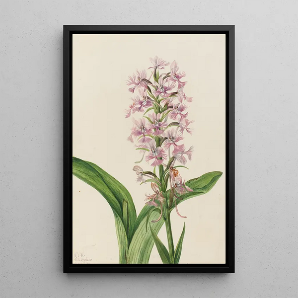 Orchid Fringed Purple Habenaria grandiflora - Mary Vaux Walcott — framed artwork on a wall