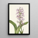 Orchidée frangée pourpre Habenaria grandiflora - Mary Vaux Walcott — framed artwork on a wall