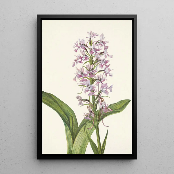 Orchidée frangée pourpre Habenaria grandiflora - Mary Vaux Walcott — framed artwork on a wall