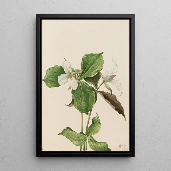 Trille blanc Trillium grandiflorum - Mary Vaux Walcott — framed artwork on a wall