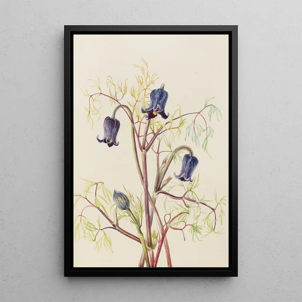 Clématite hirsute Clematis hirsutissima - Mary Vaux Walcott — framed artwork on a wall