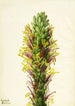 Agave lechuguilla - Mary Vaux Walcott — artwork view