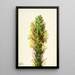 Agave lechuguilla - Mary Vaux Walcott — framed artwork on a wall