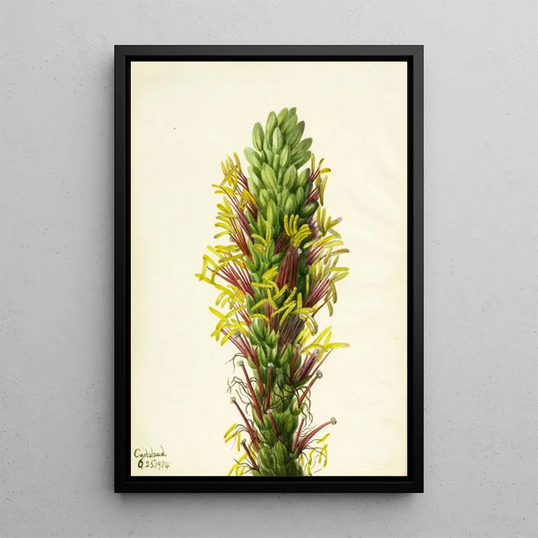Agave lechuguilla - Mary Vaux Walcott — framed artwork on a wall